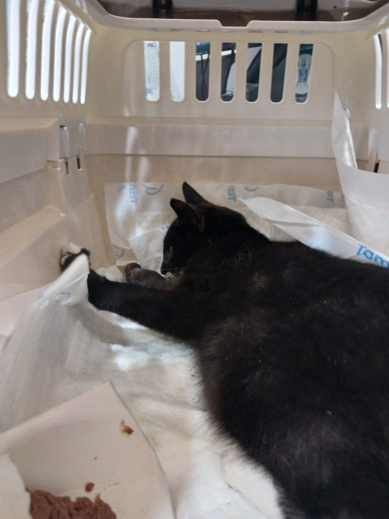 진안군유기동물보호소_445473202400702